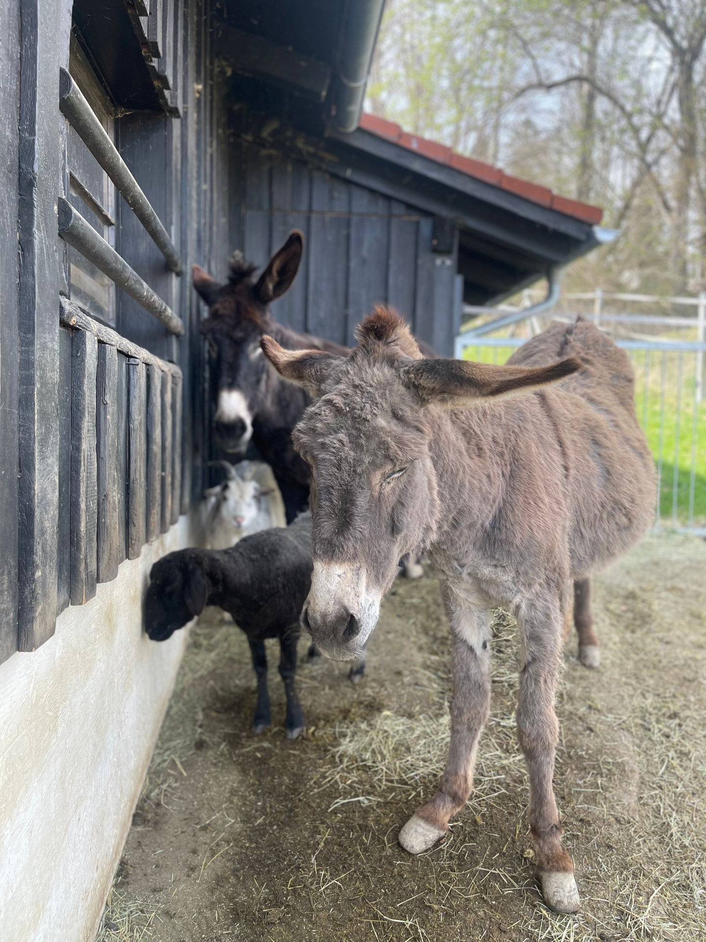 Mepsy standing with her donkey companions