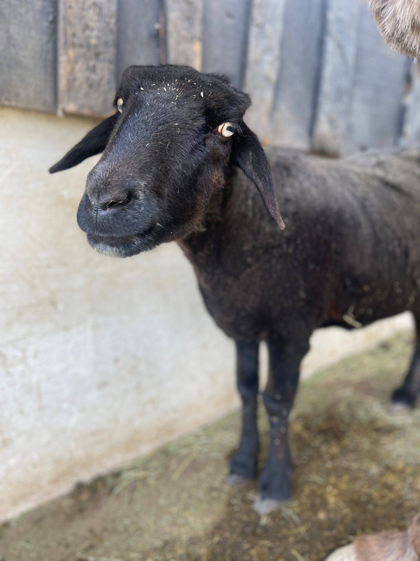 Mepsy the Black Sheep of the Family