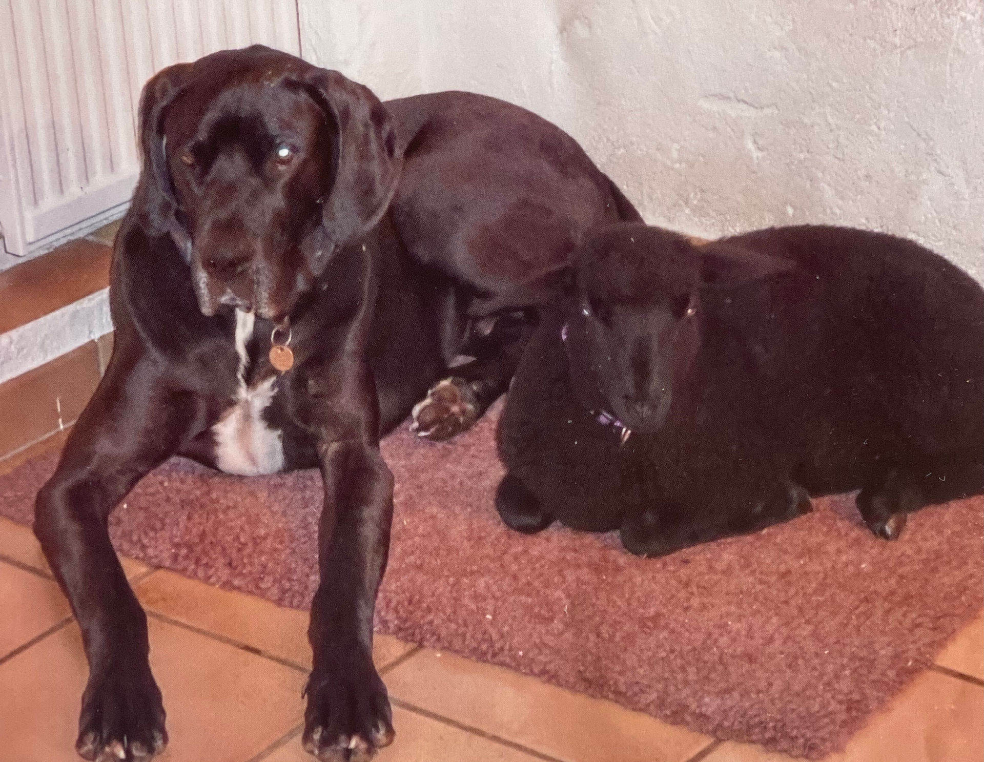 Zorro the Great Dane resting beside a young black lamb