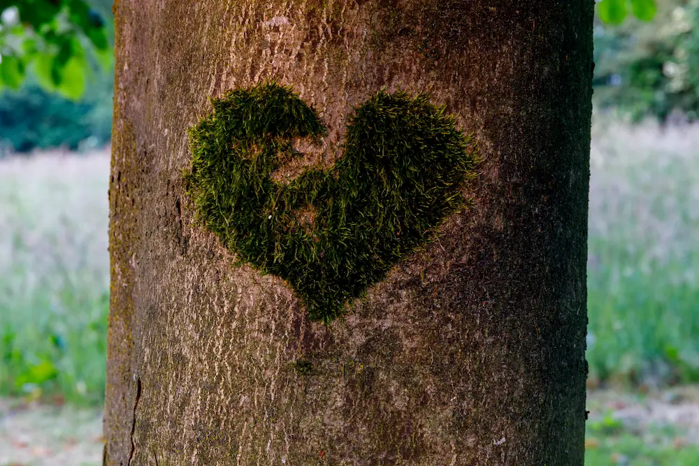 A heart shape of moss on a tree trunk